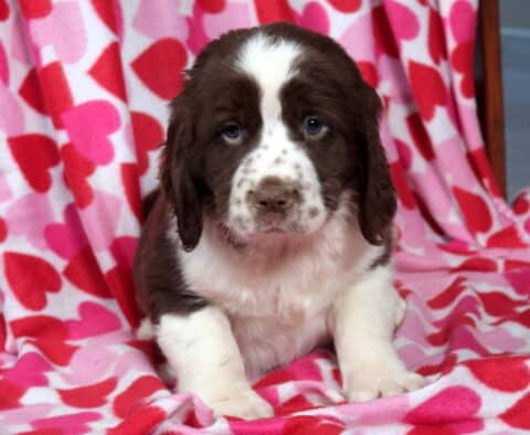 Milton Eng Springer Spaniel