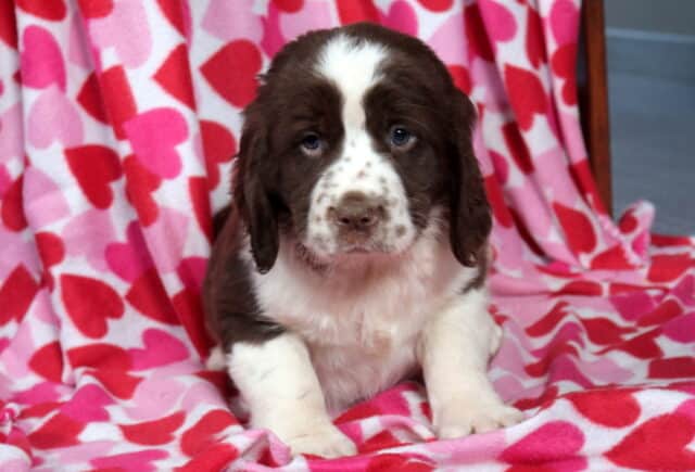 Milton Eng Springer Spaniel image
