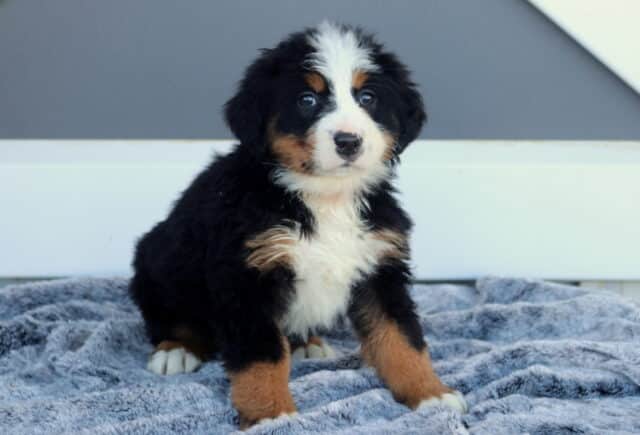 Mindy Bernese image