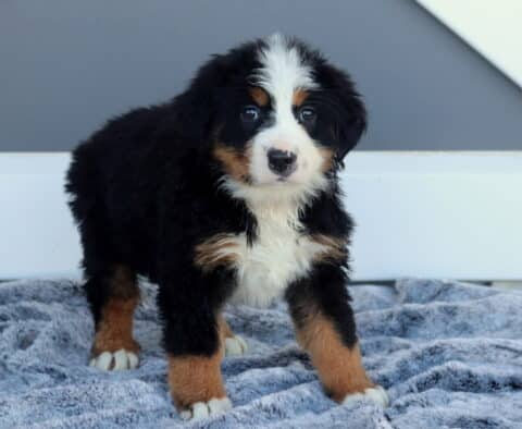 Mindy Bernese2