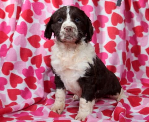Mindy Eng Springer Spaniel
