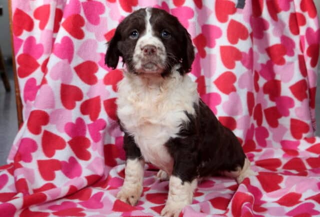 Mindy Eng Springer Spaniel image