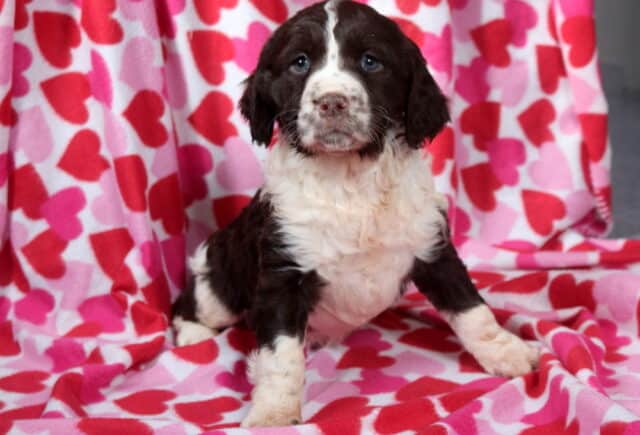 Mindy Eng Springer Spaniel2 image
