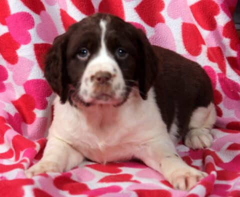 Minnie Eng Springer Spaniel