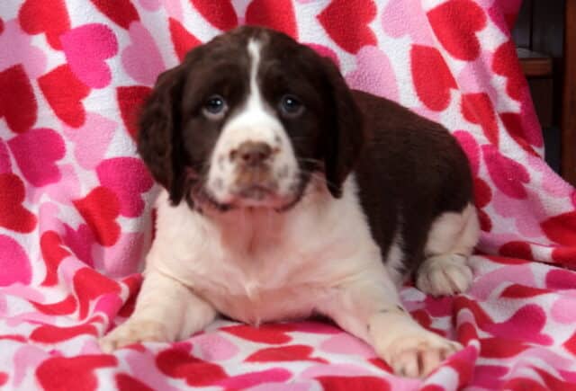 Minnie Eng Springer Spaniel image