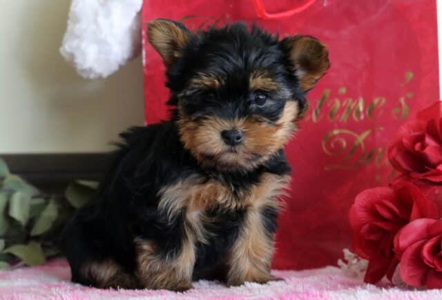 Minnie Yorkie image
