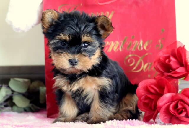 Minnie Yorkie2 image