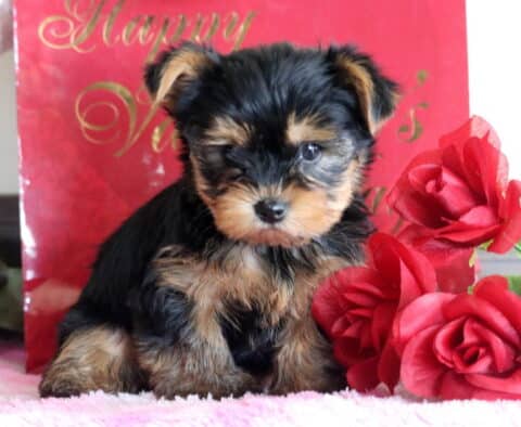 Monroe Yorkie