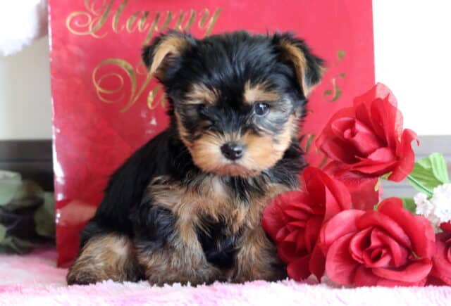 Monroe Yorkie image