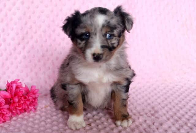 Muffin Mini Australian Shepherd image