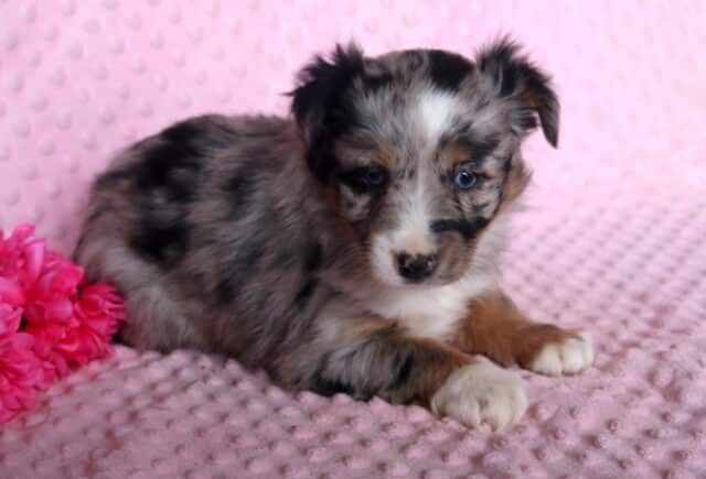 Muffin Mini Australian Shepherd2 image