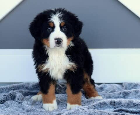 Mya Bernese