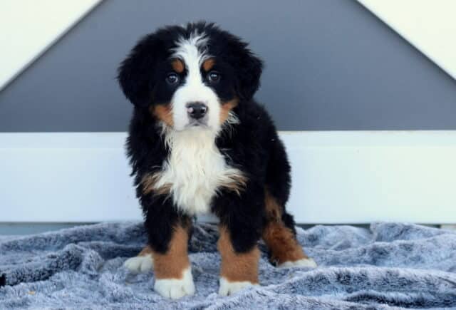 Mya Bernese image