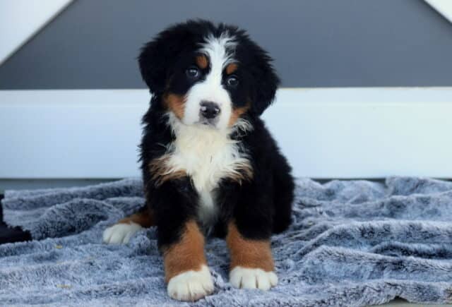 Mya Bernese2 image