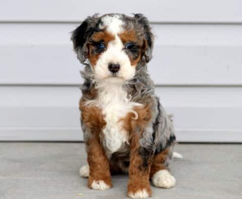 Mya Mini Bernedoodle