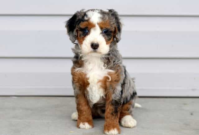 Mya Mini Bernedoodle image