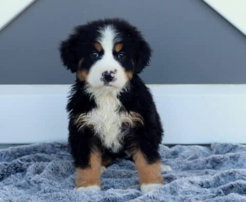 Mylie Bernese