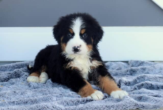 Mylie Bernese2 image