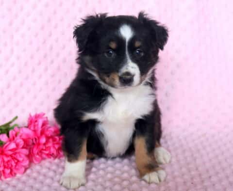 Mylie Mini Australian Shepherd