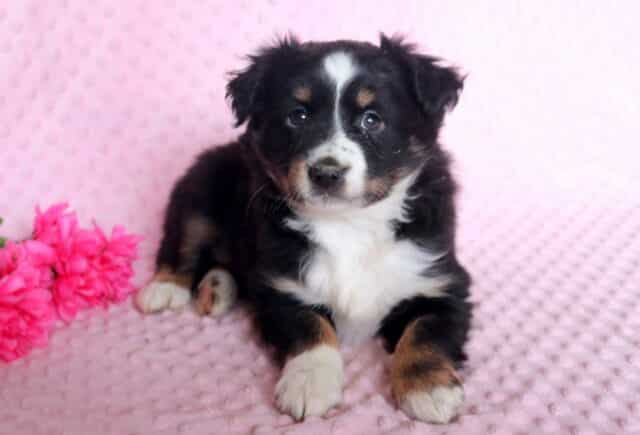 Mylie Mini Australian Shepherd2 image