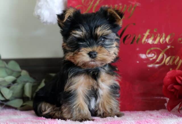 Mylon Yorkie image