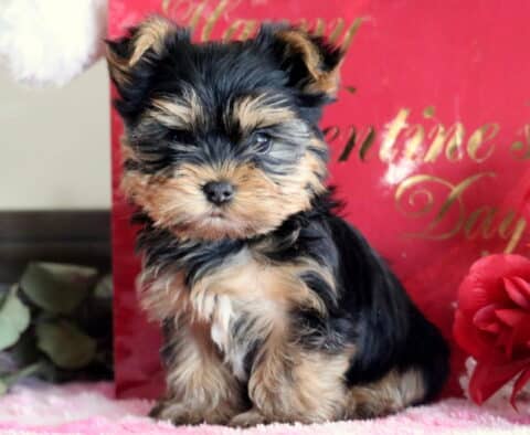 Mylon Yorkie2