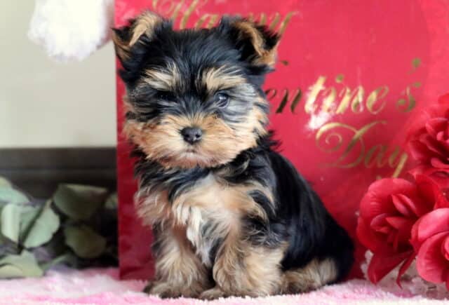 Mylon Yorkie2 image