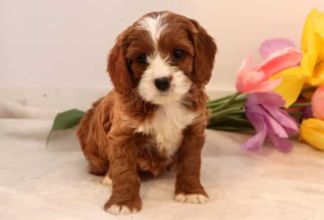 Nala Cockapoo2 image