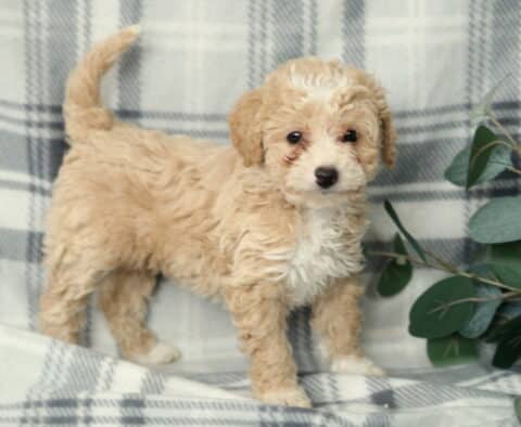 Nala Mini Poodle