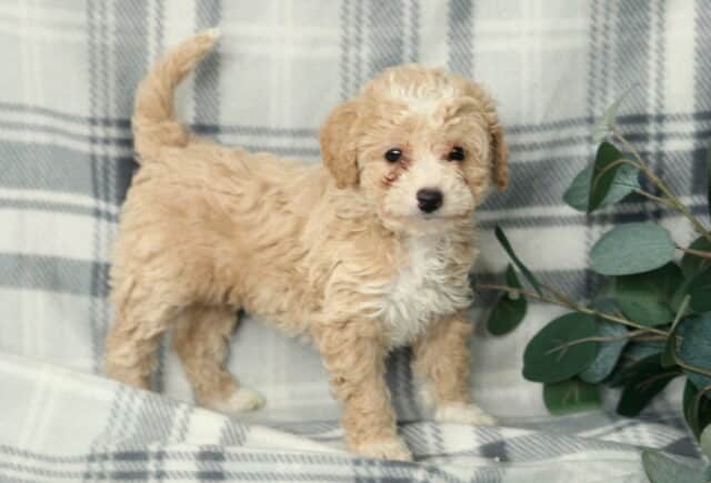Nala Mini Poodle image