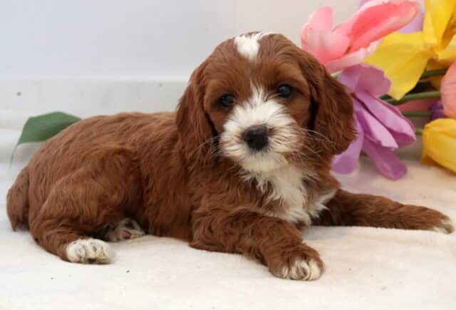 Narley Cockapoo image