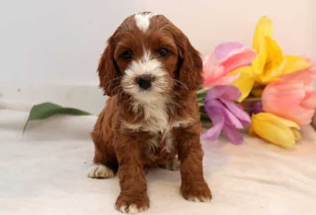 Narley Cockapoo2 image