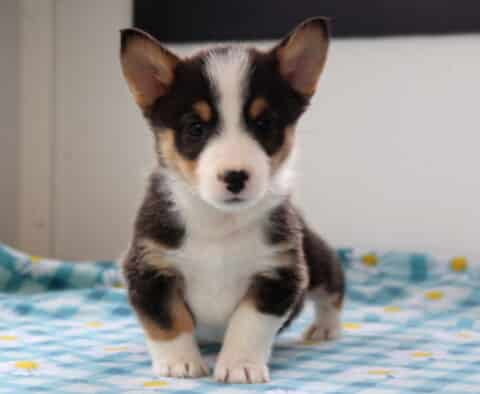 Nash Corgi