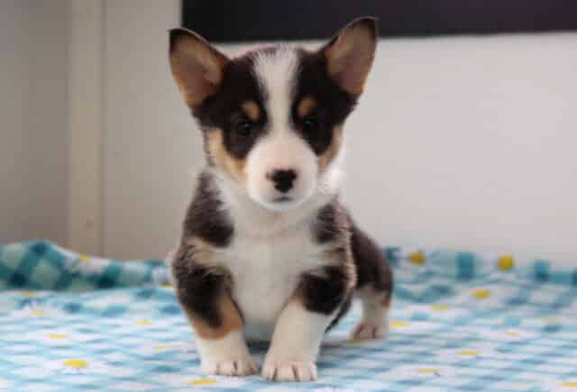 Nash Corgi image