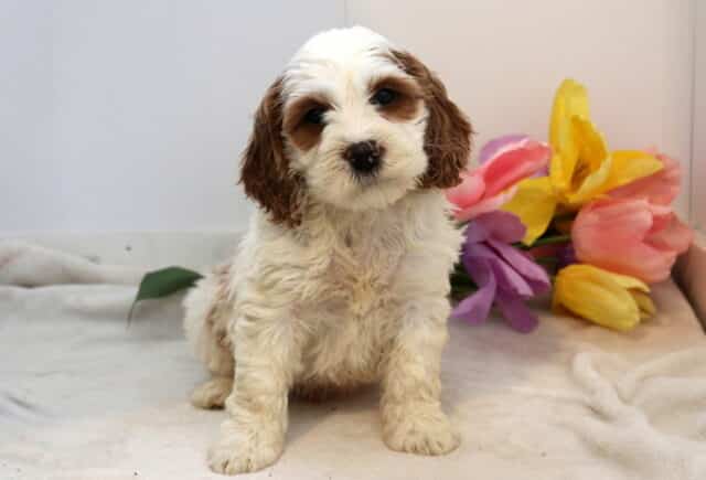 Nashville Cockapoo image