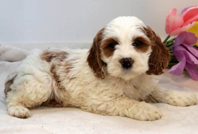 Nashville Cockapoo2 image