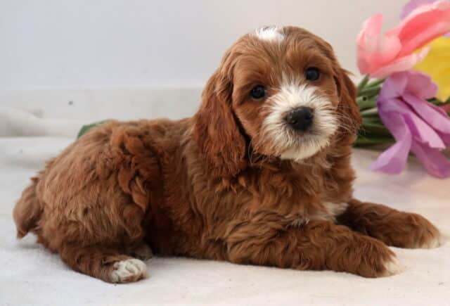 Nate Cockapoo2 image