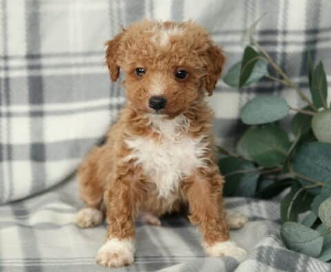 Nate Mini Poodle