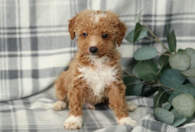 Apricot and white Miniature Poodle puppy with tight curls sitting on gray plaid throw beside eucalyptus greenery, bright-eyed low-shedding Mini Poodle puppy ready to join a loving family. image