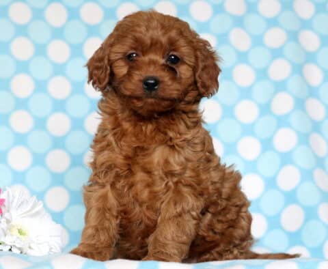 Cavapoo puppy sitting upright against a light blue polka dot background, featuring a fluffy, curly apricot coat, dark round eyes, and floppy ears, posed beside pink and white flowers on a soft blanket.
