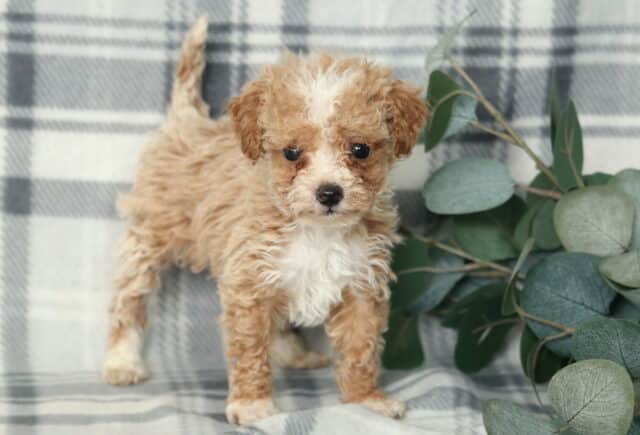 Small apricot Miniature Poodle puppy with tight curly coat standing on gray plaid backdrop next to eucalyptus greenery, bright-eyed hypoallergenic Poodle puppy ready for a loving home. image