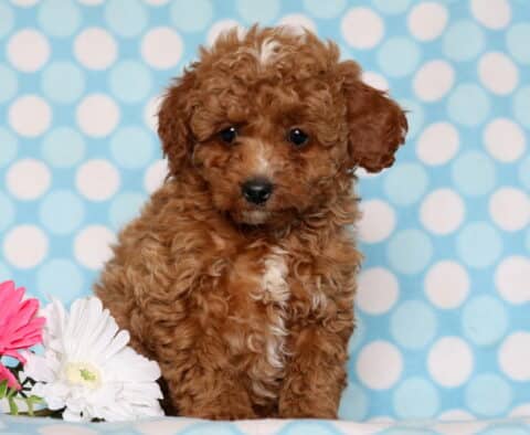 Cavapoo puppy sitting against a blue polka dot backdrop, featuring a soft, curly apricot coat with a white patch on the chest, dark expressive eyes, and floppy ears, posed beside pink and white flowers.