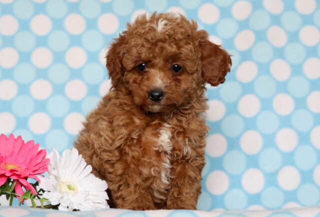 Cavapoo puppy sitting against a blue polka dot backdrop, featuring a soft, curly apricot coat with a white patch on the chest, dark expressive eyes, and floppy ears, posed beside pink and white flowers. image