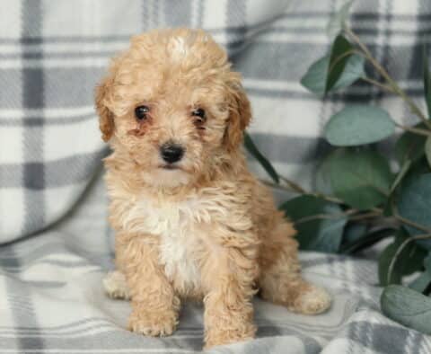 Necco Mini Poodle