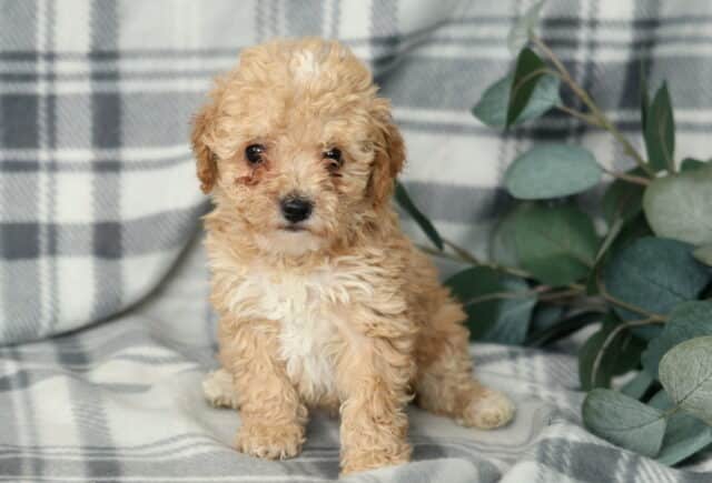 Apricot Mini Poodle puppy sitting on gray plaid blanket with eucalyptus greenery, fluffy curly-coated Miniature Poodle with sweet face and compact build – low-shedding family companion puppy for sale. image