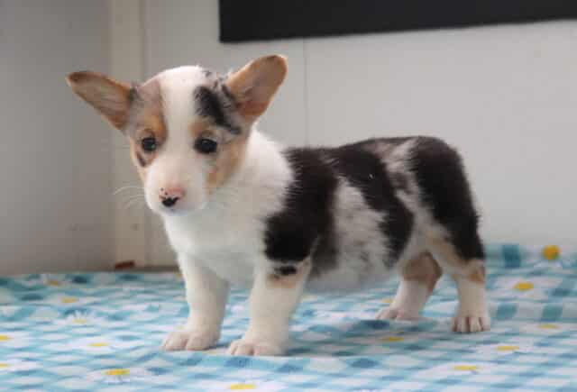 Nene Corgi image
