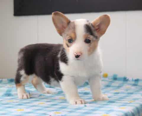 Nene Corgi2