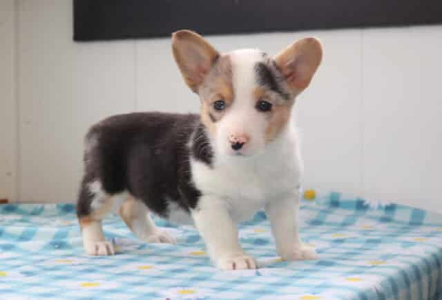 Nene Corgi2 image