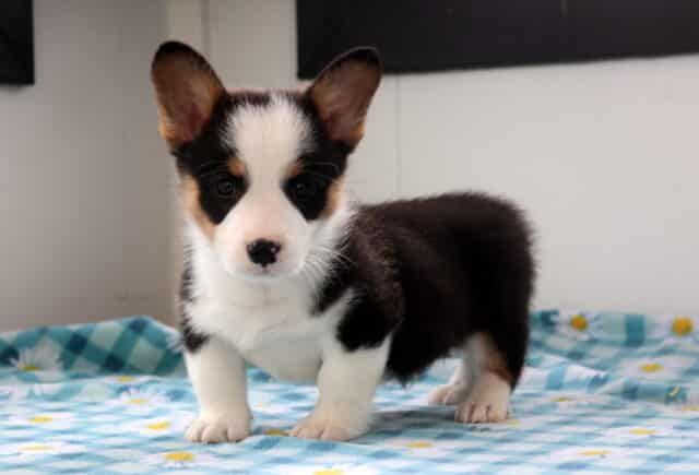 Newbie Corgi image