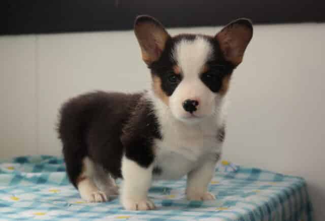 Newbie Corgi2 image